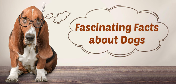 Facts about Dogs – You Might Not Have Heard About!