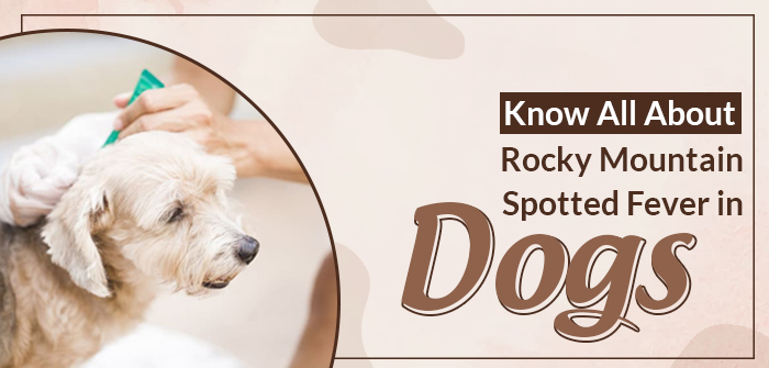 Learn About Rocky Mountain Spotted Fever in Dogs